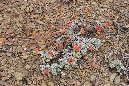 Eriogonum kennedyi aff